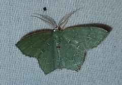 Chloropteryx tepperaria