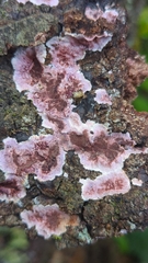 Chondrostereum purpureum