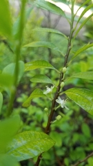 Erythroxylum coca