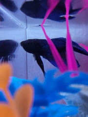 Betta splendens