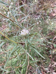 Grevillea linearifolia