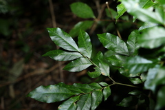 Pararchidendron pruinosum
