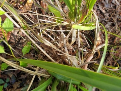 Dianella brevipedunculata