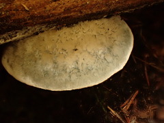 Cyanosporus livens