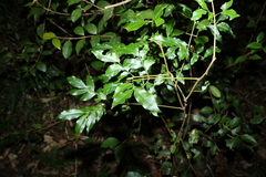 Pararchidendron pruinosum