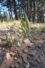 Asclepias viridiflora