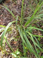 Dianella brevipedunculata
