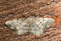 Hypagyrtis