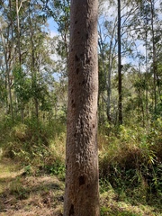 Corymbia citriodora