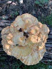 Laetiporus