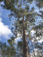 Corymbia citriodora