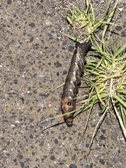 Xylophanes falco