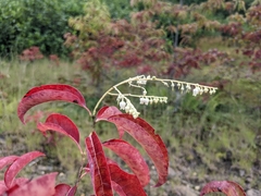 Oxydendrum