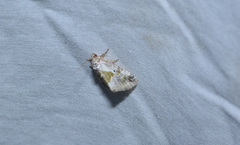 Maliattha synochitis