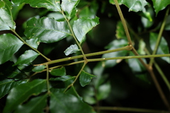 Pararchidendron pruinosum