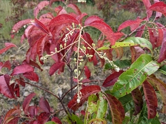 Oxydendrum