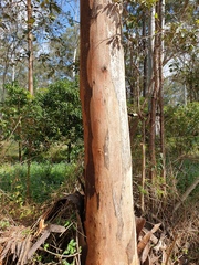 Eucalyptus propinqua