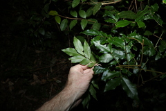 Pararchidendron pruinosum