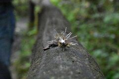 Gibellula