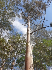 Eucalyptus propinqua