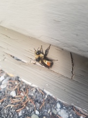 Bombus centralis
