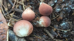 Lycoperdon fuligineum