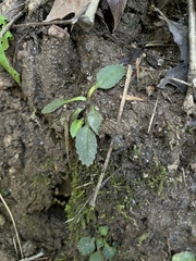 Micranthes virginiensis