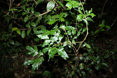 Pararchidendron pruinosum