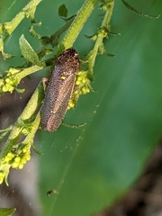 Paraulacizes irrorata