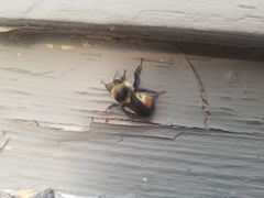 Bombus centralis