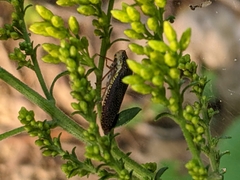 Paraulacizes irrorata