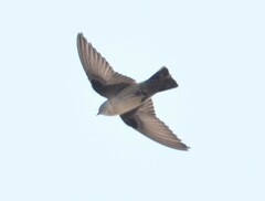 Ptyonoprogne rupestris