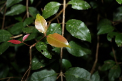Backhousia leptopetala