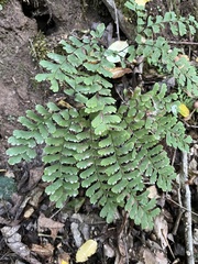 Adiantum pedatum