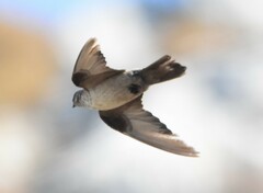 Ptyonoprogne rupestris