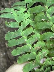 Adiantum pedatum