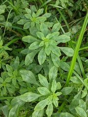 Amaranthus polygonoides