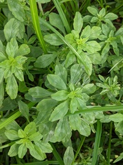 Amaranthus polygonoides