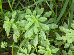 Amaranthus polygonoides