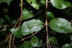 Backhousia leptopetala