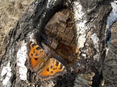 Nymphalis xanthomelas