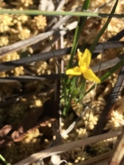 Xyris montana
