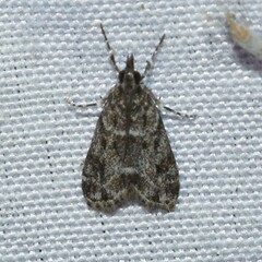 Eudonia heterosalis