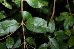 Backhousia leptopetala