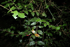 Backhousia leptopetala