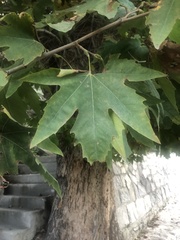 Platanus orientalis