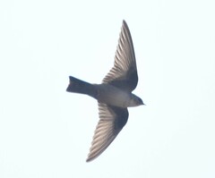 Ptyonoprogne rupestris