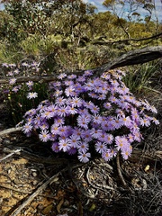 Olearia ciliata