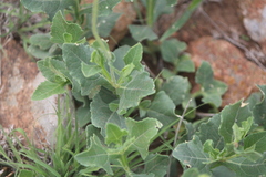Verbesina pedunculosa