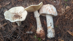Amanita polypyramis
